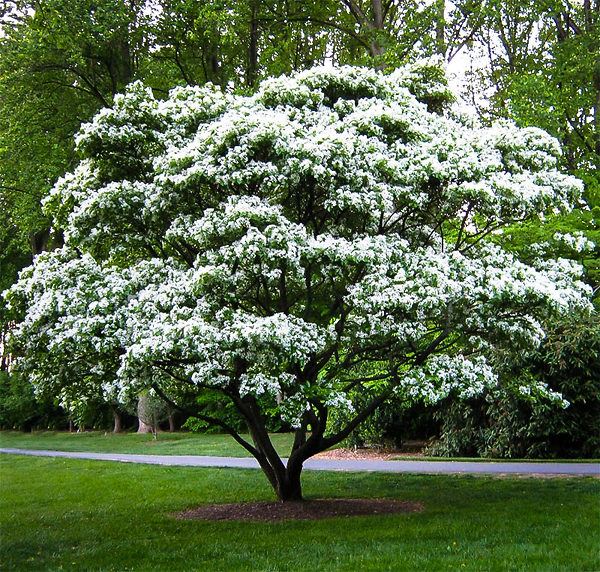 white-fringe-tree-1-600x572